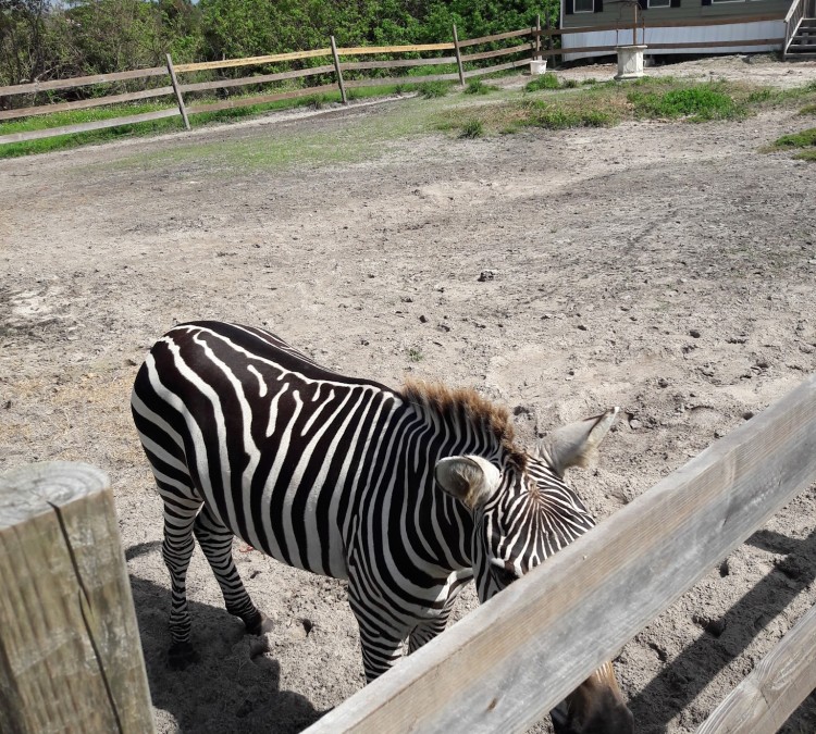 Romelia Farms Wildlife Preserve & Petting Zoo (Merritt&nbspIsland,&nbspFL)